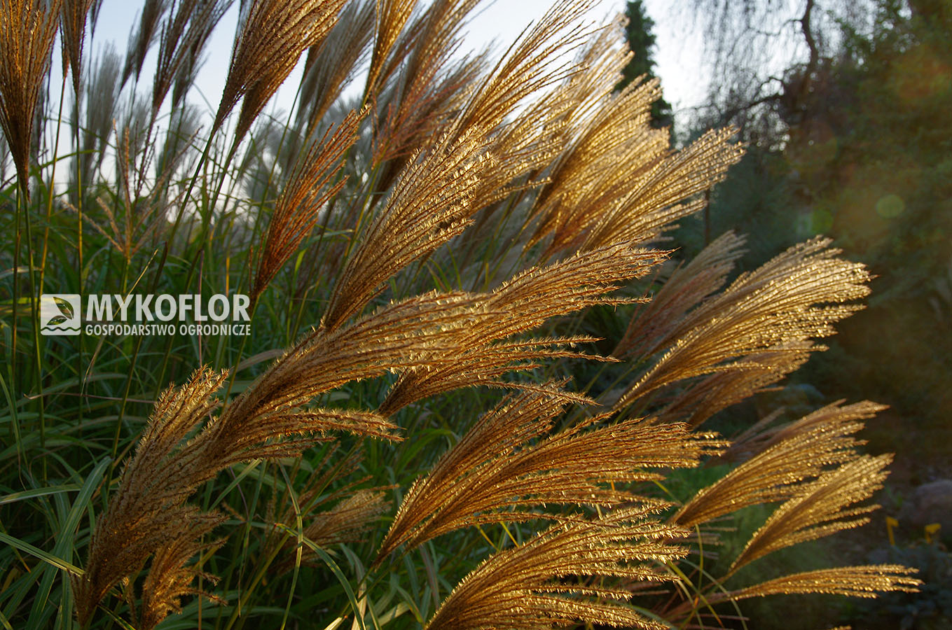 Мискантус китайский Какаду